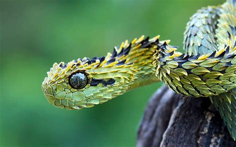 HD wallpaper: green and black snake, selective focus photography of black and green snake ...