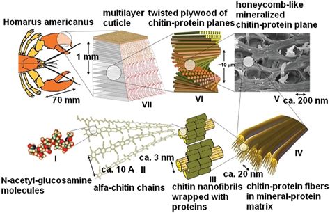 Frontiers | Discussion Remarks on the Role of Wood and Chitin Constituents during Carbonization ...