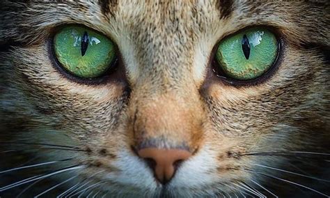 ¿Por qué los ojos de los gatos brillan en la oscuridad? - EcoDiario.es