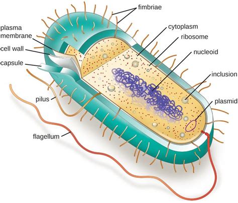 the structure of an animal cell is shown in this diagram, with labeled parts labelled