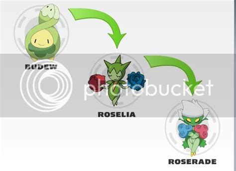 Evolution Of Budew