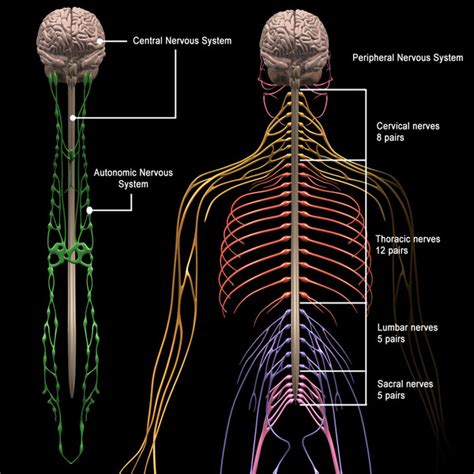 3d human nervous systems brain