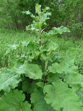 Plants With Burrs - Plants BB