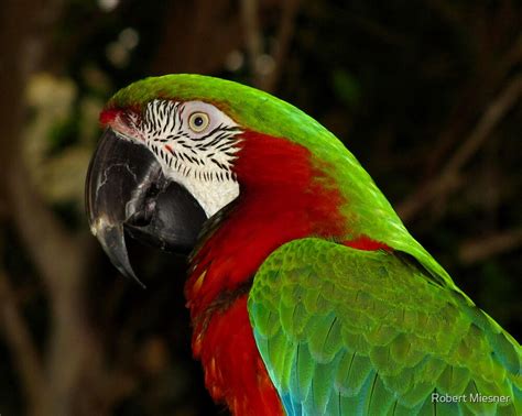 "Harlequin Macaw " by Robert Miesner | Redbubble