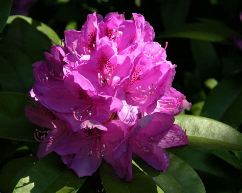 Washington State Flower | Rhododendron macrophyllum | Flowers, Floral ...