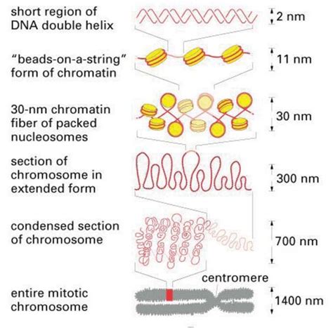 L05 histones and DNA packaging Diagram | Quizlet