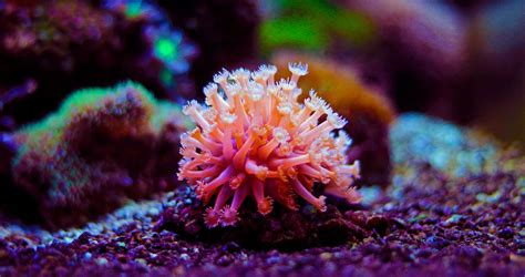 SPS/LPS Coral Species Pictures Photos