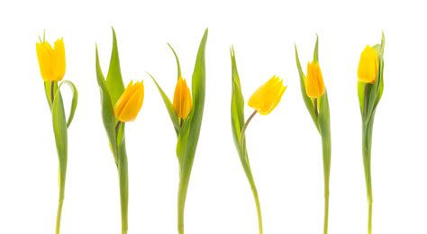 File:Tulips (5527089753).jpg - Wikimedia Commons