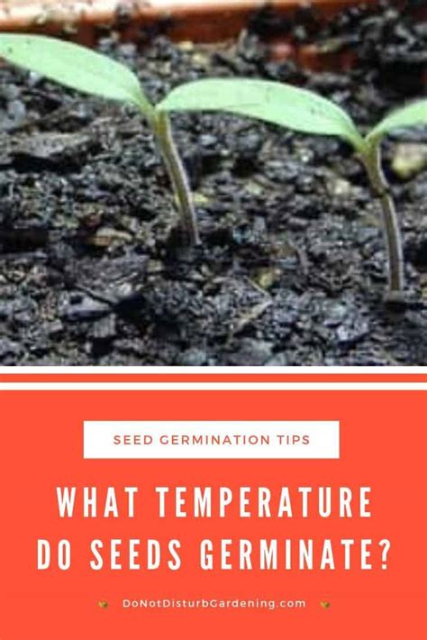 What Temperature Do Seeds Germinate? – Do Not Disturb Gardening