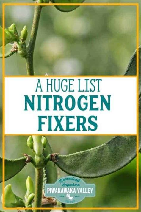 The Best Nitrogen Fixing Plants List for your Garden