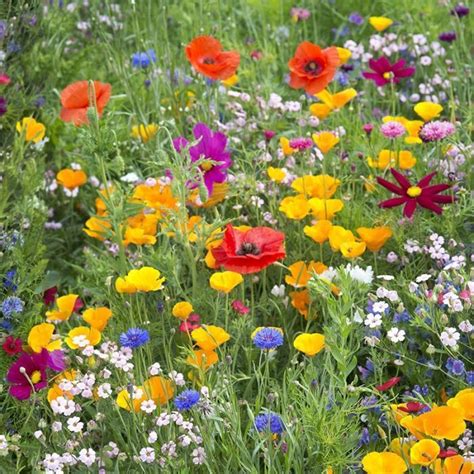 West Wildflower Seed Mix #flowersphotography | Wildblumenwiese, Schöne blumen, Pflanzen