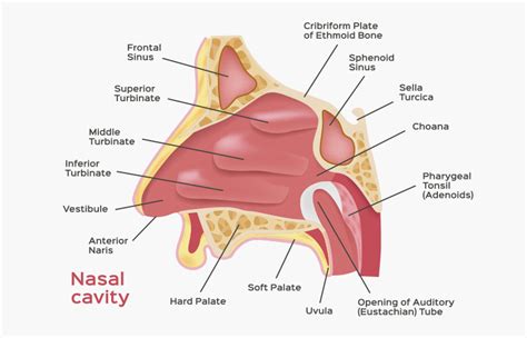 polla perjudicar Es una suerte que anatomia de la nariz en español ...