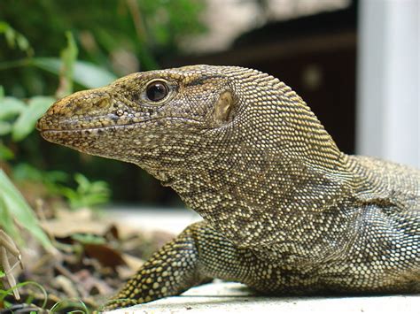 Bengal Monitor Lizard | Flickr - Photo Sharing!