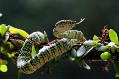 15 Fun Facts About Snakes of the Rainforest You Should Know | iFunFact