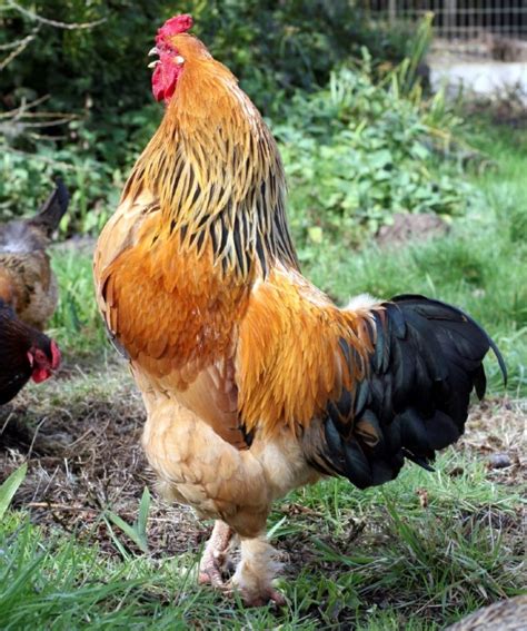 Buff Brahma Chickens - Brown Egg Laying Chicks | Cackle Hatchery®