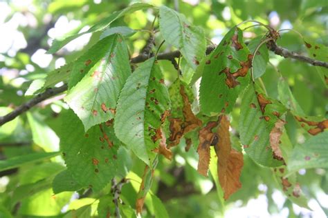 Cherry Leaf Spot » Tips on Identification & Control