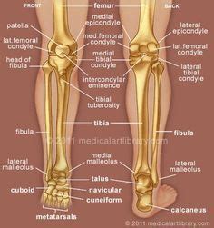 human leg and foot skeleton image | ... Lateral Meniscus Foot Anatomy Foot Muscles Foot Muscles ...