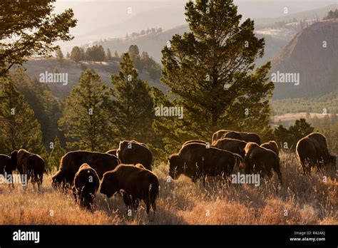 Yellowstone usa bison migration hi-res stock photography and images - Alamy