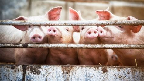 The Pork Industry’s Stance on Antibiotics Totally Misses the Point – Mother Jones