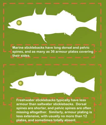 Stickleback Evolution