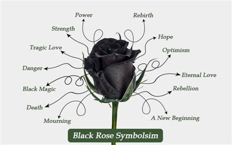 Are Black Roses A Reality? Actual Meaning & Symbolism