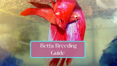 Breeding Betta Fish - A Comprehensive Guide - FishTanko