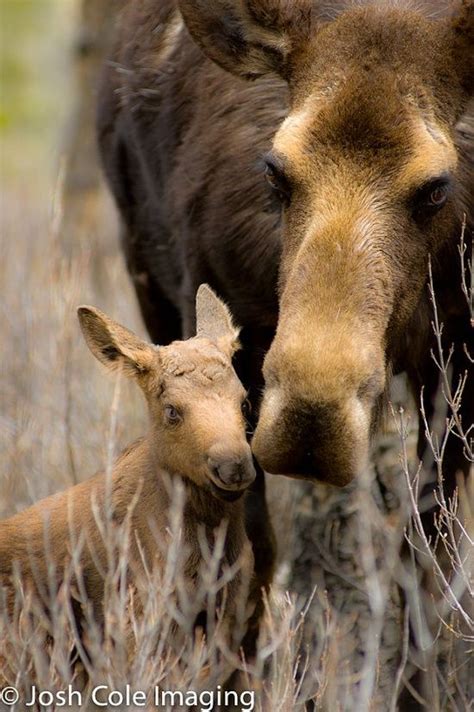 Baby moose | Baby animals, Animals, Animals wild