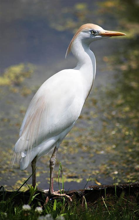 Egret Or Crane Photograph by Marilyn Hunt