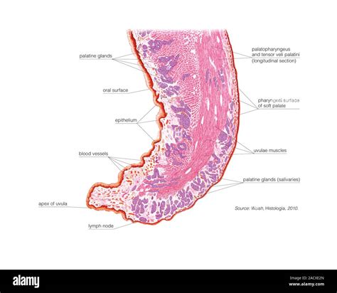 Illustration of the Soft palate and uvula. This sagittal section of ...