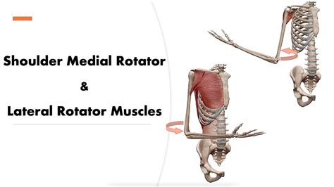 Medial And Lateral Rotation Of Arm