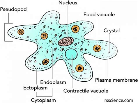 Amoeba Proteus Under Microscope