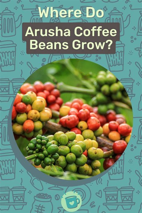 Where Do Arusha Coffee Beans Grow?