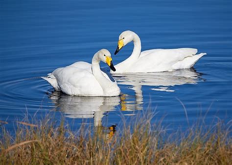 Animals Found in Finland - WorldAtlas.com