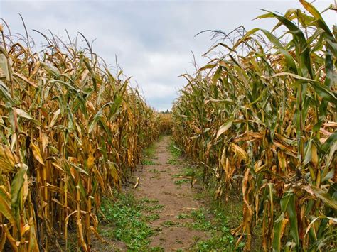 Can You Find Your Way Around These 5 Elaborate Corn Mazes? — Daily Passport