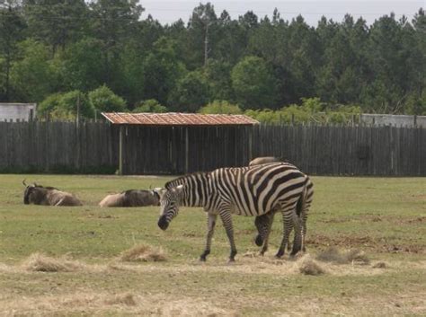 Some of the animals you can view while on the train ride - Picture of ...