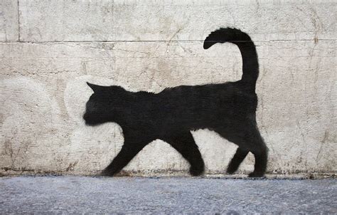 Graffiti Cat Wallpapers on WallpaperDog