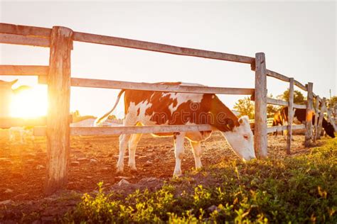 Cows Grazing on Farm Yard at Sunset. Cattle Eating and Walking Outdoors ...