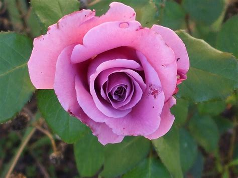 God's Growing Garden: Frank's Flowers - Mauve Miracle Rose