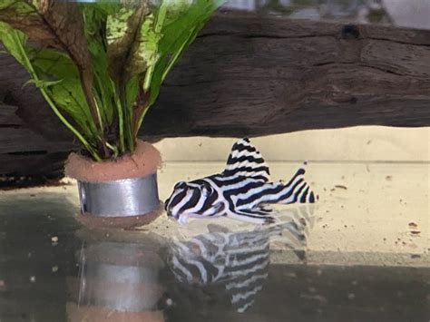 For Sale - 4inch Zebra Pleco | MonsterFishKeepers.com