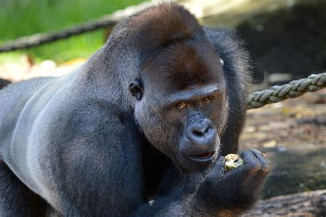 Kibali | Western lowland gorilla Taronga Zoo | Amy Fleet | Flickr