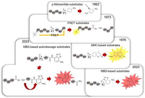 Next Generation of Fluorometric Protease Assays: 7‐Nitrobenz‐2‐oxa‐1,3‐diazol‐4‐yl‐amides (NBD ...