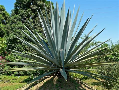 What is Agave Sweetener? Is Agave Better Than Sugar or Honey