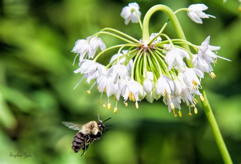 The Common Eastern Bumble Bee and the Nodding Onion – Nature Soundings