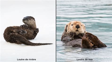 Mignonne loutre, où vis-tu? - Bioparc