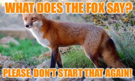 Image tagged in what does the fox say - Imgflip