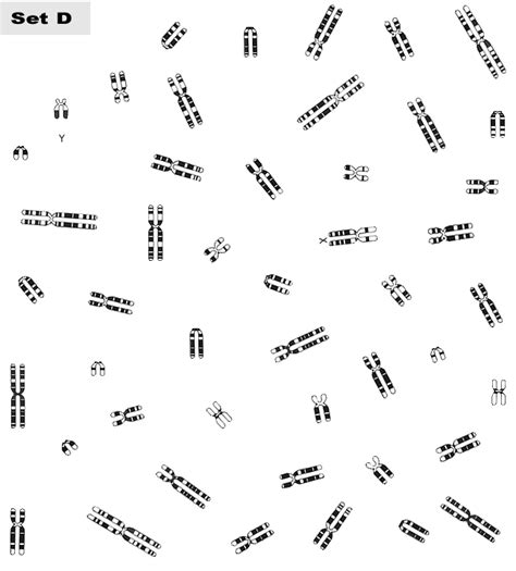 A Chromosome Study