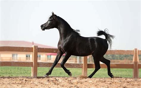 Black Arabian Horse Images