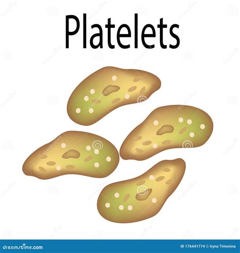 The Structure of Platelets. Platelets are a Blood Cell. Infographics. Vector Illustration on ...