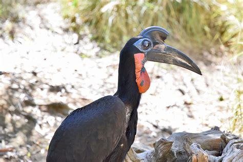 Abyssinian Ground Hornbill at the San Diego Safari Park | Flickr