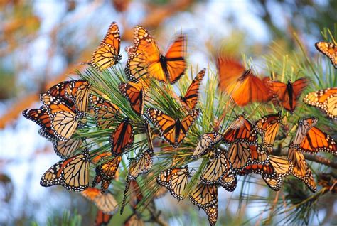 Monarch Butterfly Fall Migration